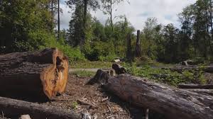 How Our Tree Care Process Works  in  Enlow, PA